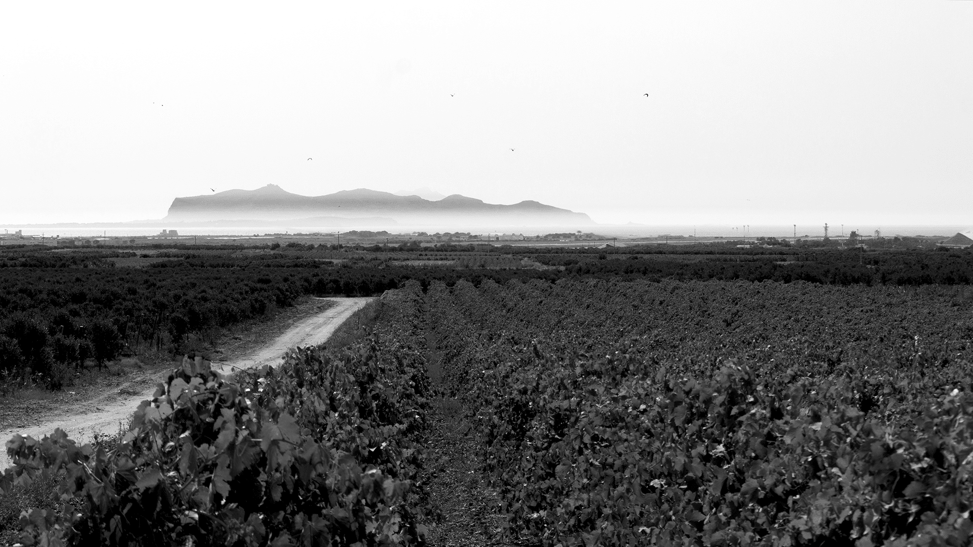 I nostri vigneti Vigneti Sicilgaia