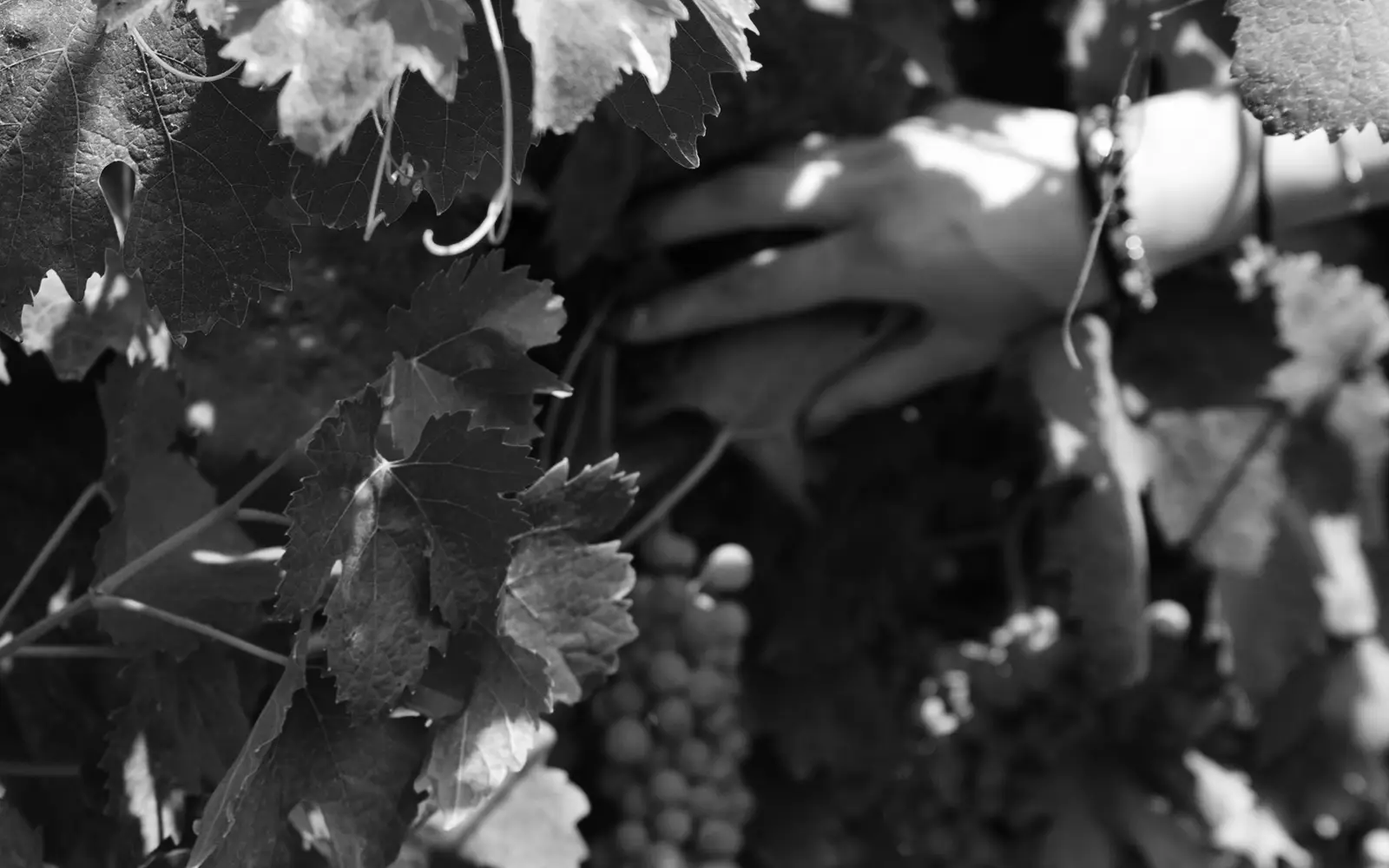 bn-grapes-explore Esplora Sicilgaia