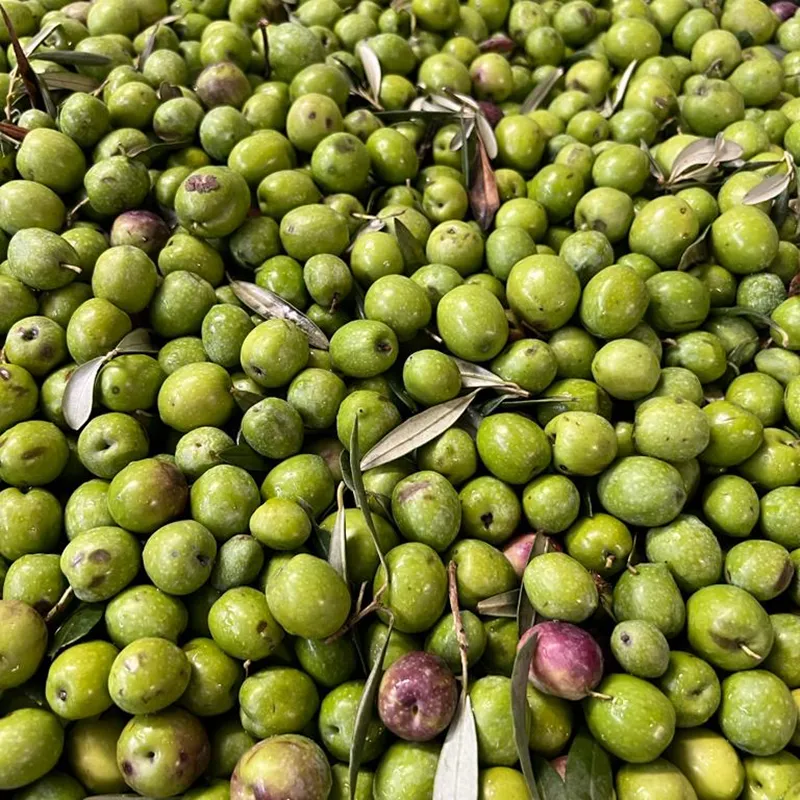 olioextravergine Olive Sicilgaia